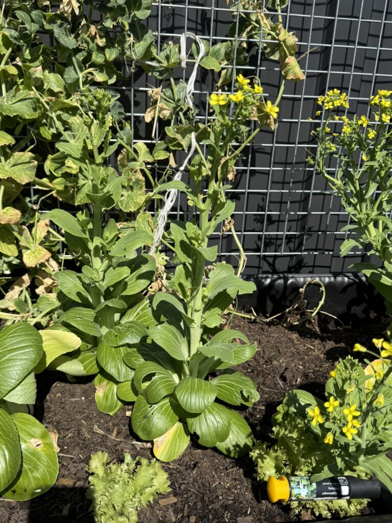 DPV Meadow Height Incare Planter Boxes with trellis (10)