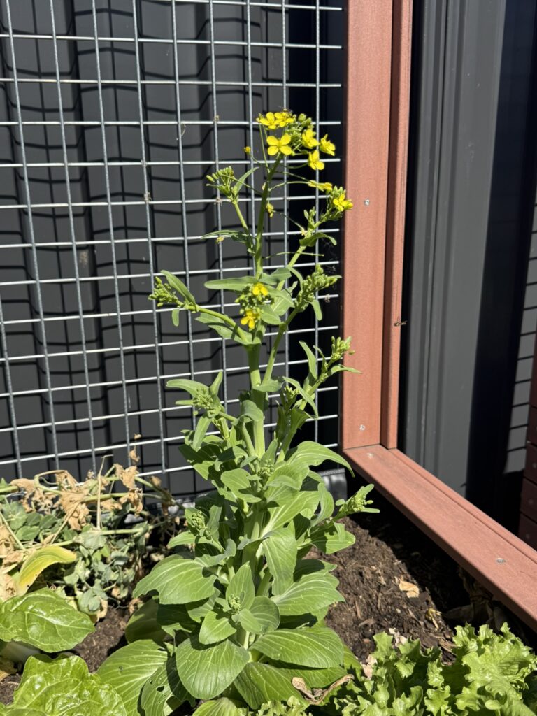 DPV Meadow Height Incare Planter Boxes with trellis (11)