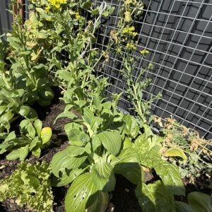 DPV Meadow Height Incare Planter Boxes with trellis (12)