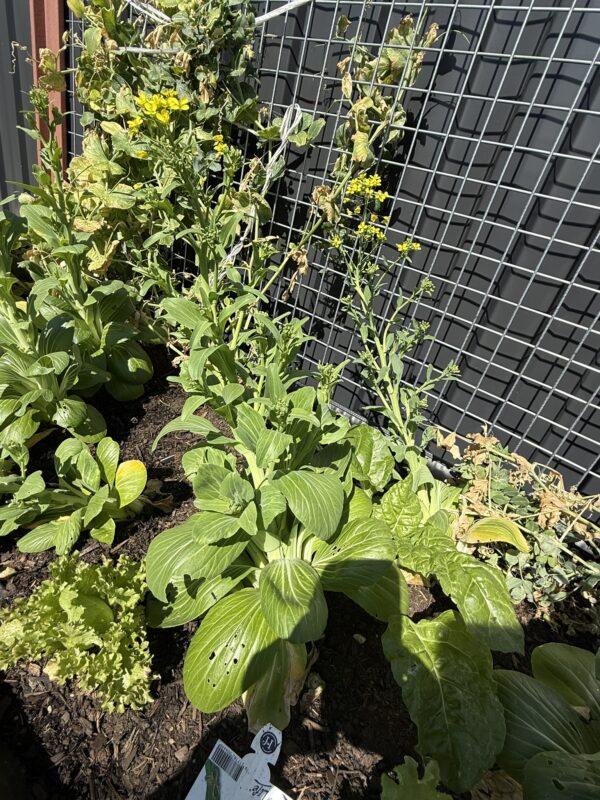 DPV Meadow Height Incare Planter Boxes with trellis (12)