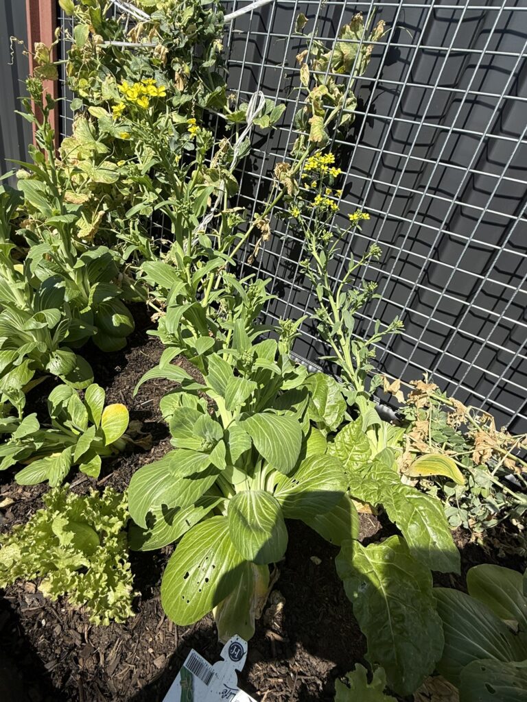 DPV Meadow Height Incare Planter Boxes with trellis (12)