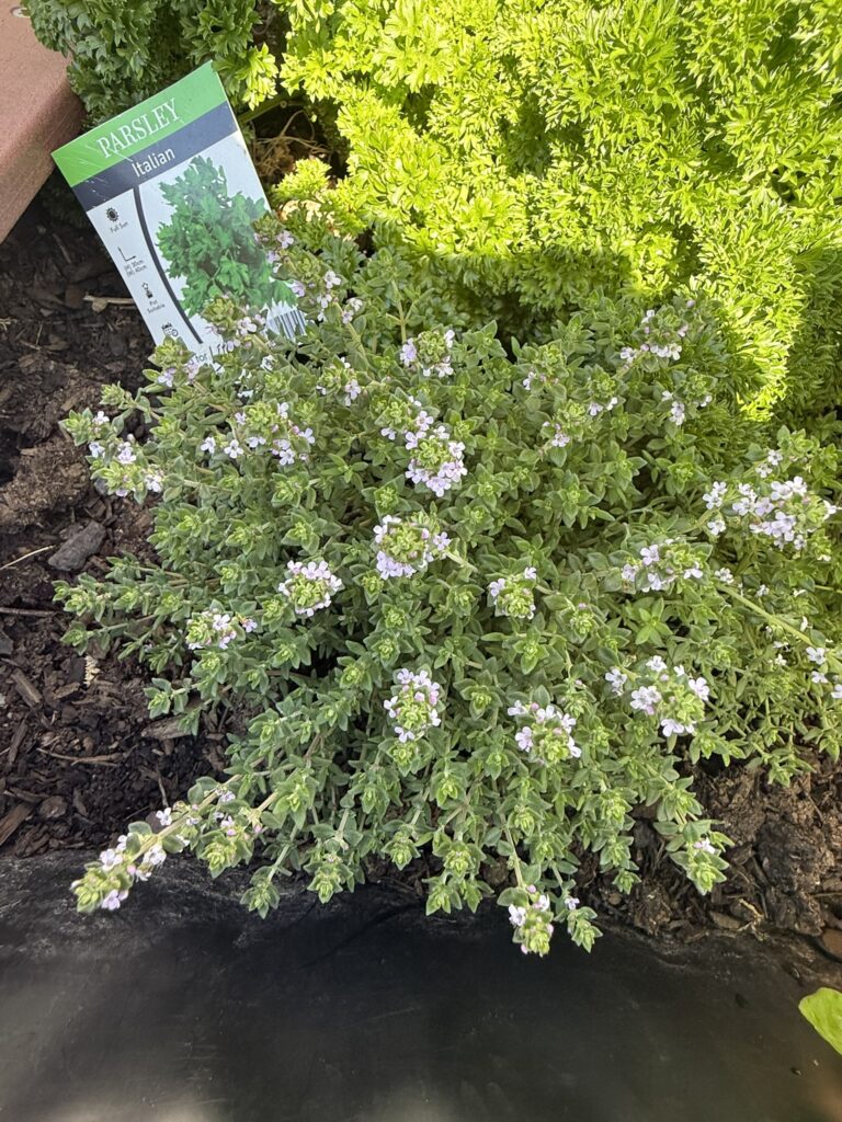 DPV Meadow Height Incare Planter Boxes with trellis (14)