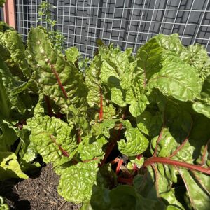 DPV Meadow Height Incare Planter Boxes with trellis (15)