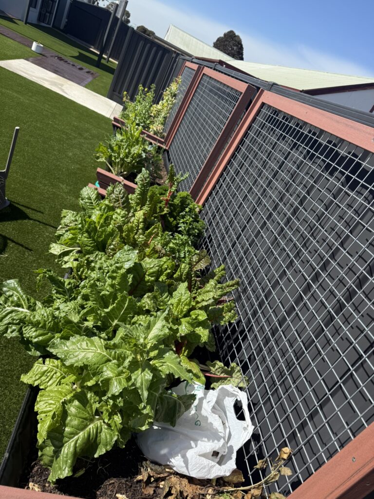 DPV Meadow Height Incare Planter Boxes with trellis (3)