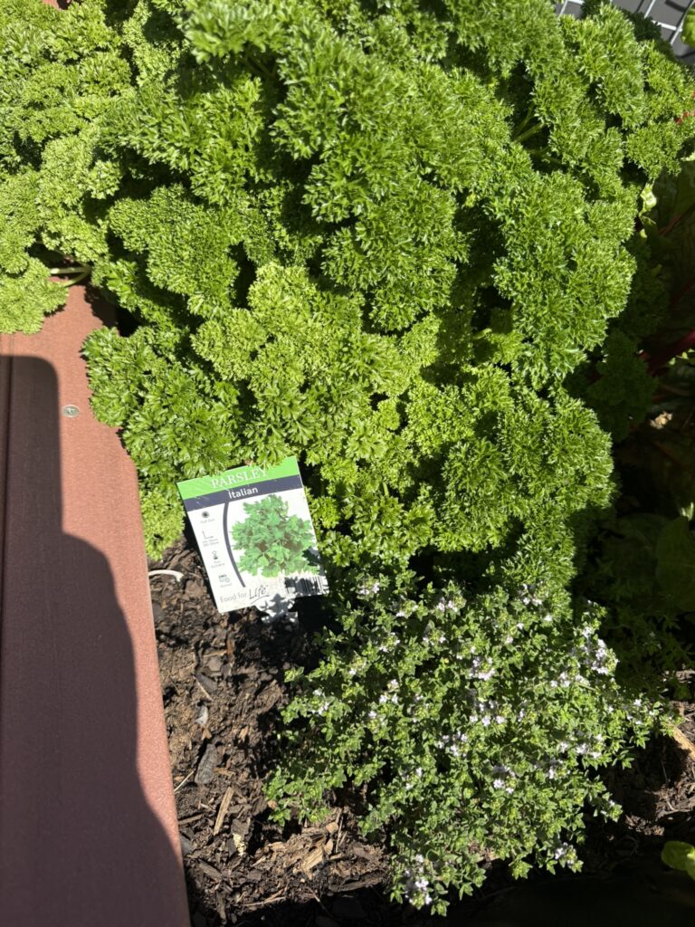 DPV Meadow Height Incare Planter Boxes with trellis (4)