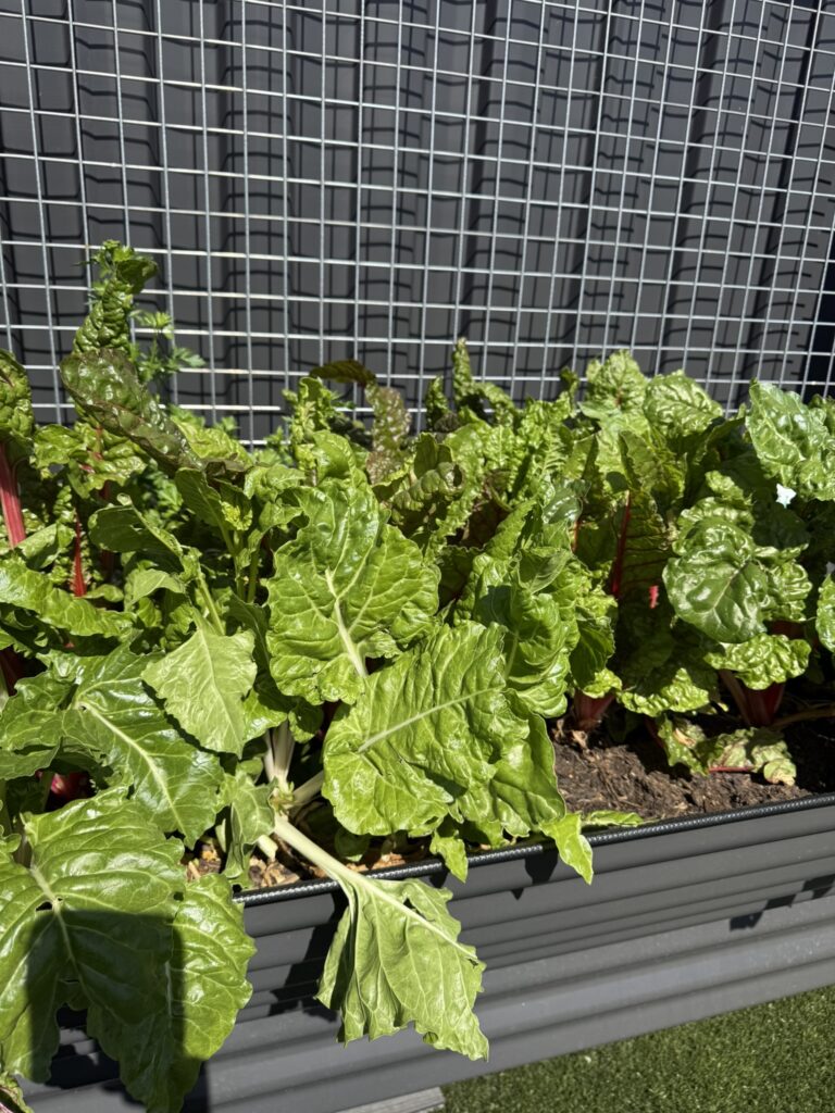 DPV Meadow Height Incare Planter Boxes with trellis (6)